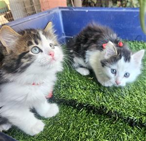 Adorable Main Coon X Ragdoll kittens