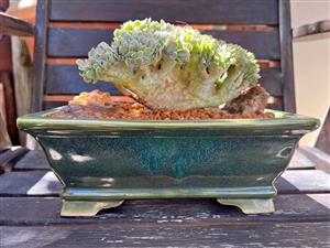 Crested Echeveria succulent in a bonsai pot