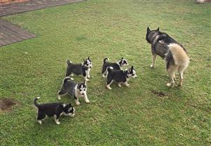 Husky Puppies